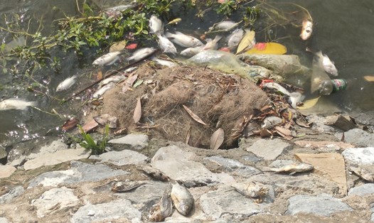 Nhiều xác cá chết trôi dạt trên hồ An Biên gây mùi khó chịu trong những ngày nắng, nóng. Ảnh: Băng Tâm