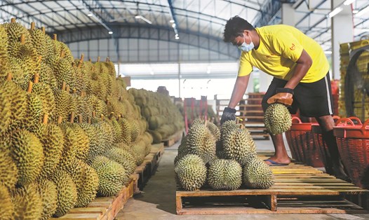 Nhân viên một công ty ở Thái Lan sắp xếp sầu riêng để xuất khẩu sang Trung Quốc. Ảnh: Xinhua