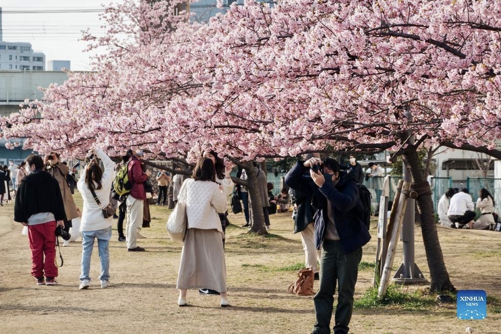 Mùa hoa anh đào vào tháng 3, 4 là thời điểm Nhật Bản đón lượng khách quốc tế lớn. Ảnh: Xinhua 