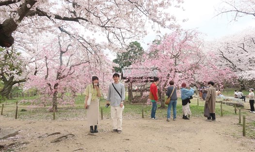 Du lịch Nhật Bản ngắm hoa anh đào là lựa chọn của nhiều du khách Việt vào khoảng tháng 3 và tháng 4 hằng năm. Ảnh: Thanh Chân