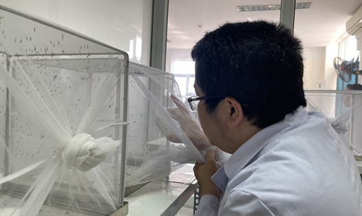 Các chuyên gia nghiên cứu về muỗi truyền bệnh trong phòng thí nghiệm. Ảnh: Hương Giang