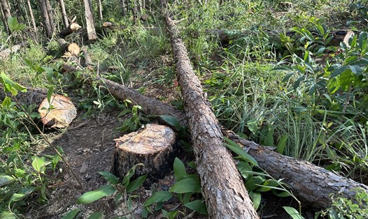 Hiện trường vụ cưa hạ cây thông ba lá ở Lâm Đồng vừa được cơ quan chức năng phát hiện. Ảnh: Đoàn Kiên