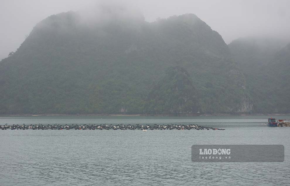 Quảng Ninh tổ chức đưa người từ các khu nuôi trồng thủy sản về bờ (ưu tiên phụ nữ, người già và trẻ nhỏ lên trước), hoàn thành công việc này trước 16h ngày 17.7. Ảnh: Đoàn Hưng