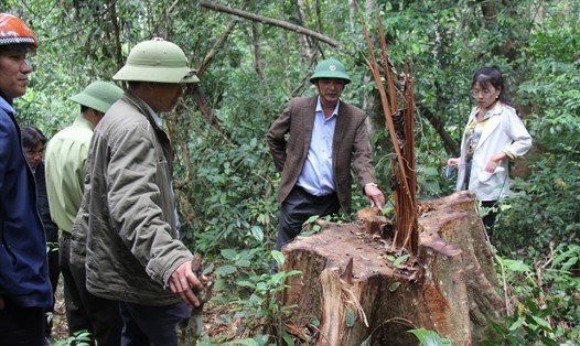 Ngành chức năng kiểm tra hiện trường một vụ khai thác gỗ trái phép tại huyện Kbang. Ảnh: Thanh Tuấn