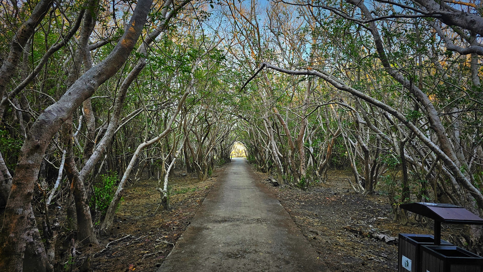 Khi đi trên con đường nhỏ dưới những hàng cây chá đan xen tạo thành vòm, tôi có cảm giác như đi lạc vào một xứ sở hoang vu nào đó ở Thụy Sĩ; có một chút rợn gai ốc vì không khí mát lạnh và không gian khá bí ẩn, ma mị. 