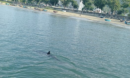 Hình ảnh cá heo bơi lội gần bờ biển Đà Nẵng. Ảnh: Hy Nguyễn