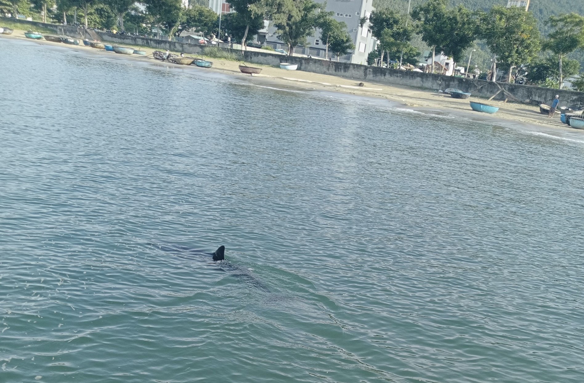 Hình ảnh cá heo bơi gần bờ do anh Nguyễn Văn Hy chụp lại. Ảnh: Hy Nguyễn