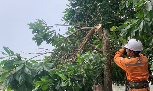 PC Ninh Bình khẩn trương chặt, tỉa các cành cây có nguy cơ đổ, gãy vào hành lang lưới điện để chuẩn bị đón bão Talim. Ảnh: EVN