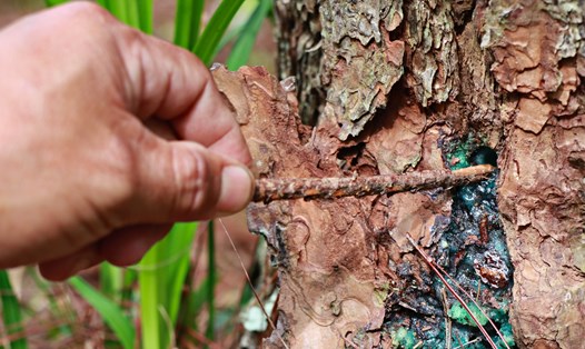 Một cây thông ba lá bị khoan lỗ đổ hoá chất làm chết cây. Ảnh Phan Tuấn 