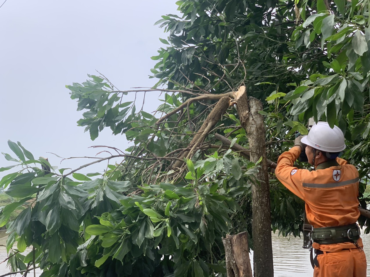 PC Ninh Bình khẩn trương chặt, tỉa các cành cây có nguy cơ đổ, gãy vào hành lang lưới điện để chuẩn bị đón bão Talim. Ảnh: EVN 