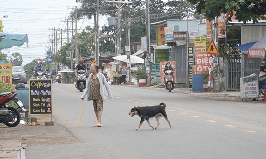 Chó thả rông trên địa bàn huyện Trảng Bom ngày 18.7 mà phóng viên ghi nhận được. Ảnh: Hà Anh Chiến