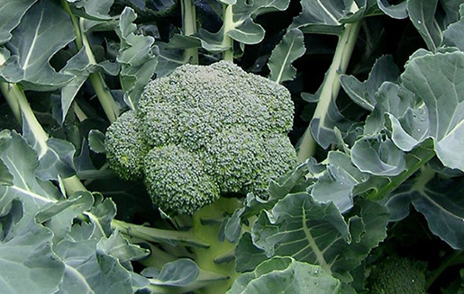 Bông cải xanh là một trong những loại thực phẩm góp phần cân bằng nội tiết tố. Ảnh: Phạm My
