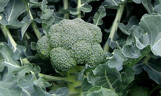 Bông cải xanh là một trong những loại thực phẩm góp phần cân bằng nội tiết tố. Ảnh: Phạm My