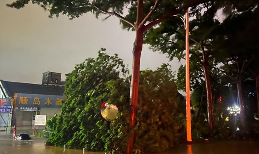 Cây đổ trên đường phố ở Trạm Giang, tỉnh Quảng Đông, phía nam Trung Quốc do bão số 1 Talim. Ảnh: Xinhua