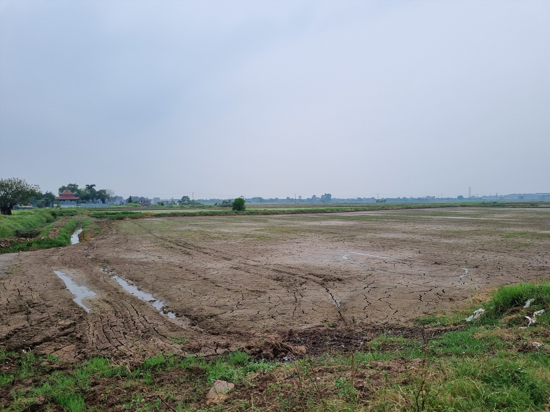 Nguồn nước ô nhiễm cũng gây ảnh hưởng đến việc cấp nước tưới tiêu cho ruộng lúa của người dân.