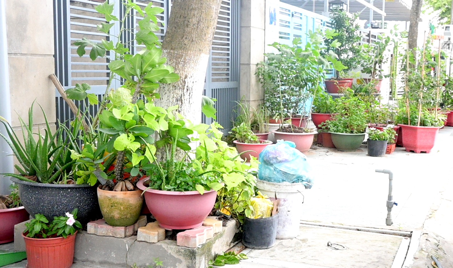 Không chịu được mùi hôi, người dân sinh sống ở khu dân cư Hưng Phú (TP Bến Tre, tỉnh Bến Tre) đã để rác ở vỉa hè, trước nhà. Ảnh: Thành Nhân