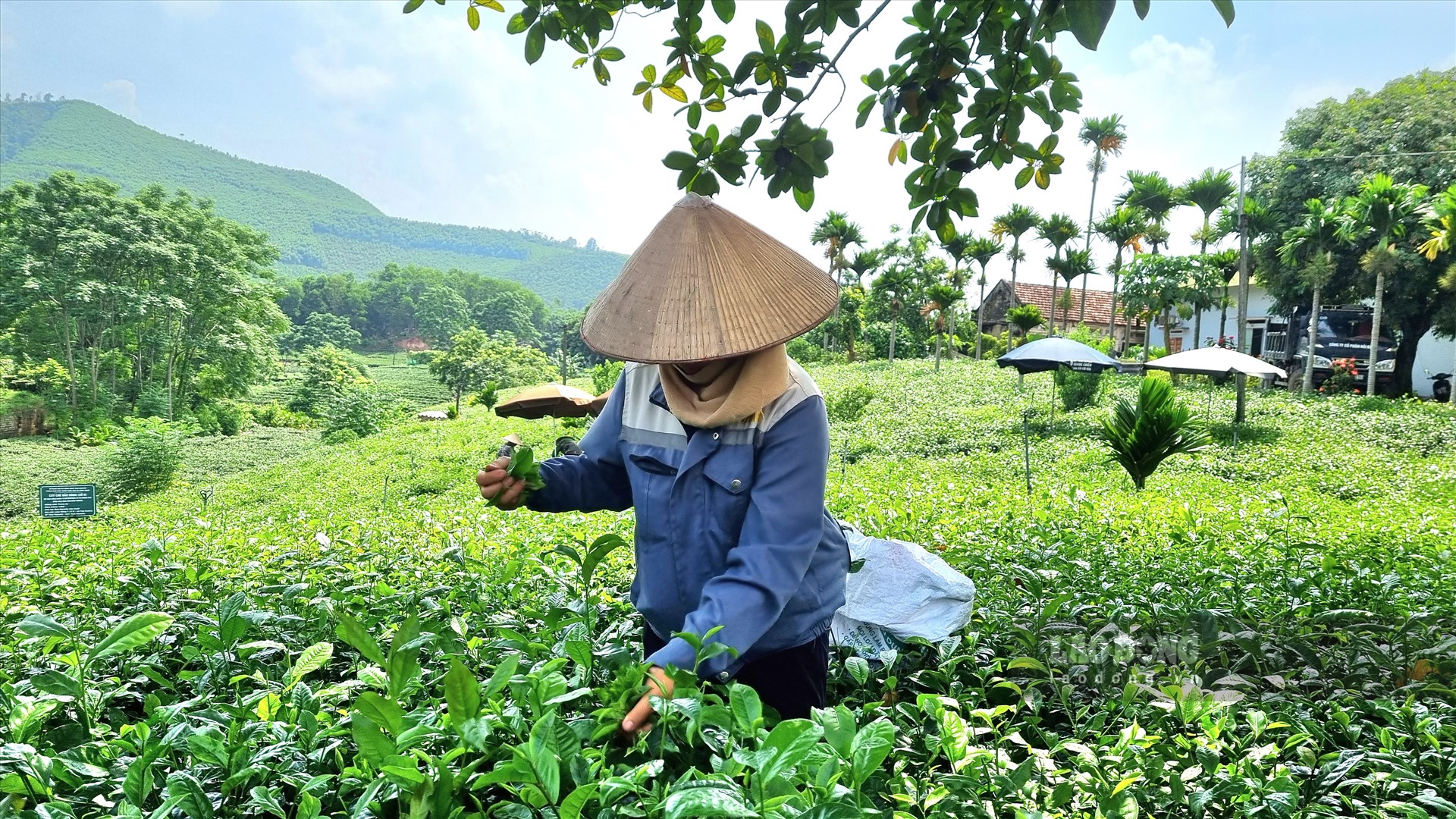 Với những người phụ nữ ở thủ phủ chè, ngoài tình yêu với loài cây này còn là gánh nặng mưu sinh, cơm áo gạo tiền. Biết bao thế hệ đã khôn lớn, trưởng thành nhờ sự cần mẫn, đôi bàn tay chăm chỉ của họ.