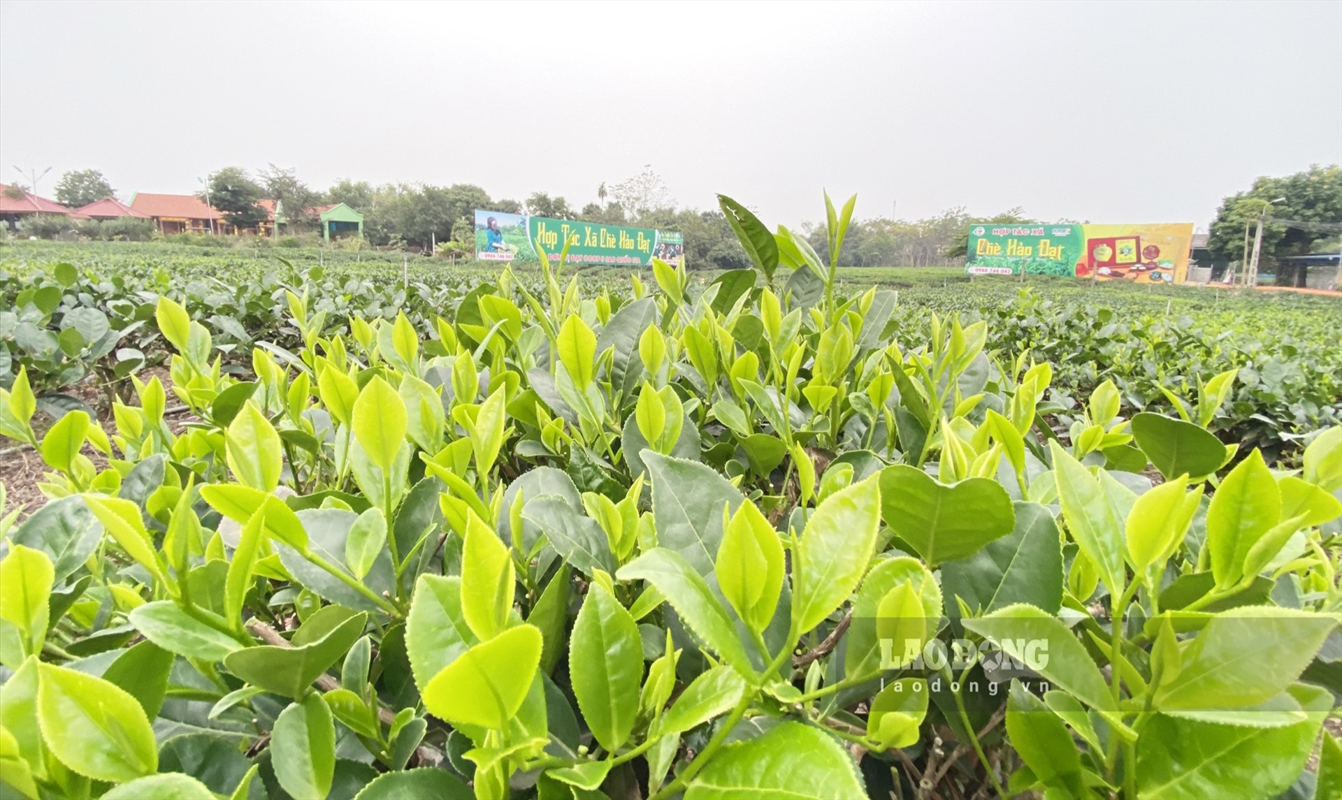 Những búp chè tươi mơn mởn làm nên thương hiệu chè Tân Cương trứ danh.