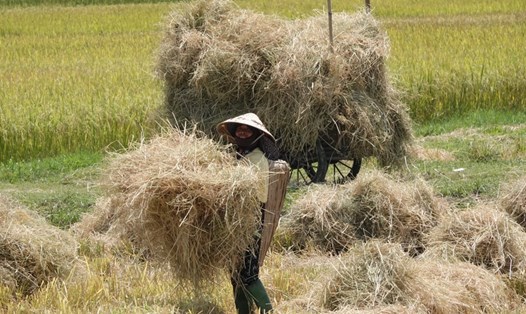 6 tháng đầu năm 2023 hơn 22.000 lao động khu vực nông thôn ở Hà Tĩnh thất nghiệp. Trong ảnh là nông dân Hà Tĩnh thu gom rơm sau vụ gặt lúa. Ảnh: Trần Tuấn.