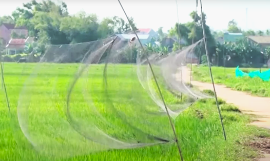 Thợ săn tại Quảng Nam dùng lưới “tàng hình” và thiết bị âm thanh giả tiếng kêu đồng loại để dẫn dụ chim yến mắc bẫy. Ảnh Hoàng Bin