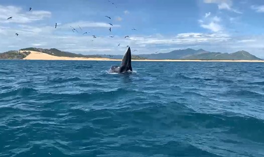 Cá voi "khiêu vũ" giữa đàn chim biển. Ảnh: Trần Văn Tài.
