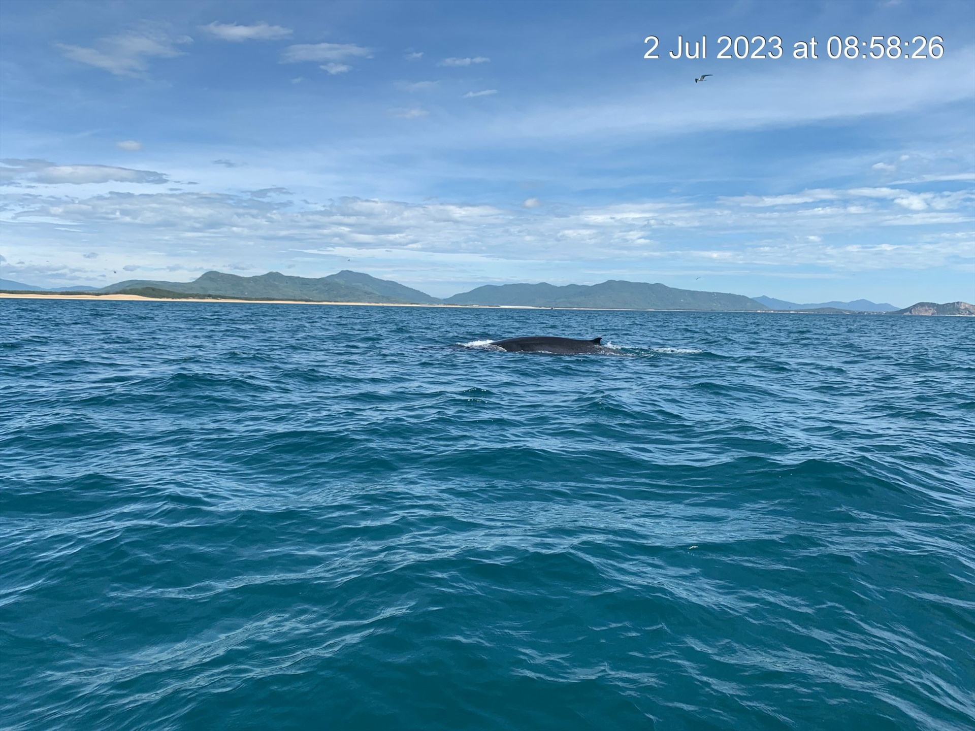 Hình ảnh cá voi “tái xuất” trên vùng biển Đề Gi sáng 2.7. Ảnh: Trần Văn Tài.