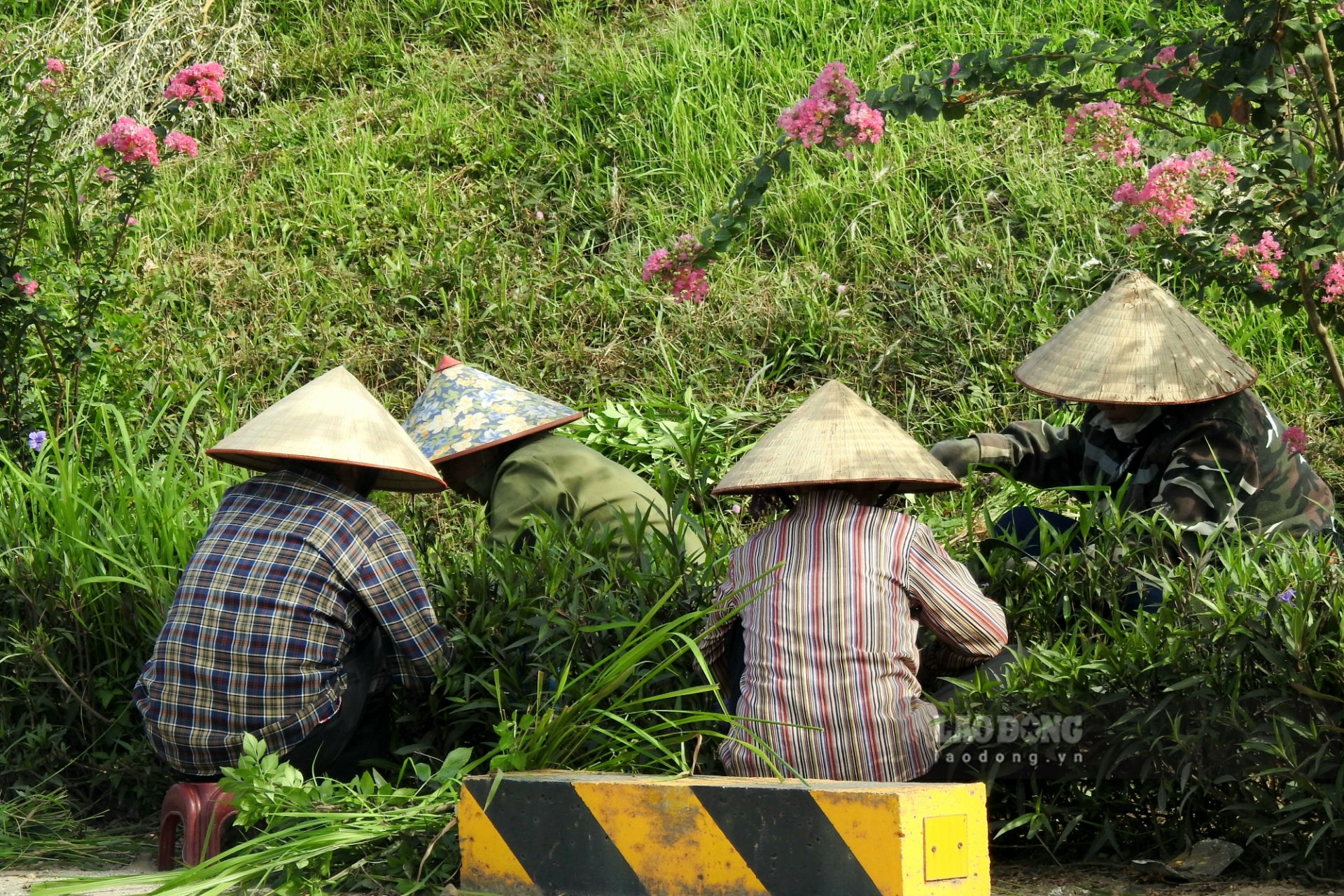 Các công nhân “đội nắng” cắt tỉa hoa ven đường.