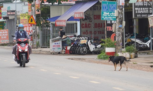 Chó nhà đi lang thang trên đường tại huyện Trảng Bom. Ảnh: Hà Anh Chiến