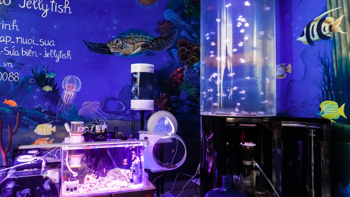 Để chiêm ngưỡng vẻ đẹp lung linh, uyển chuyển của sứa cảnh, nhiều người dùng đèn led điều chỉnh nhiều màu sắc để hình ảnh sứa cảnh hiện lên đầy sống động.  