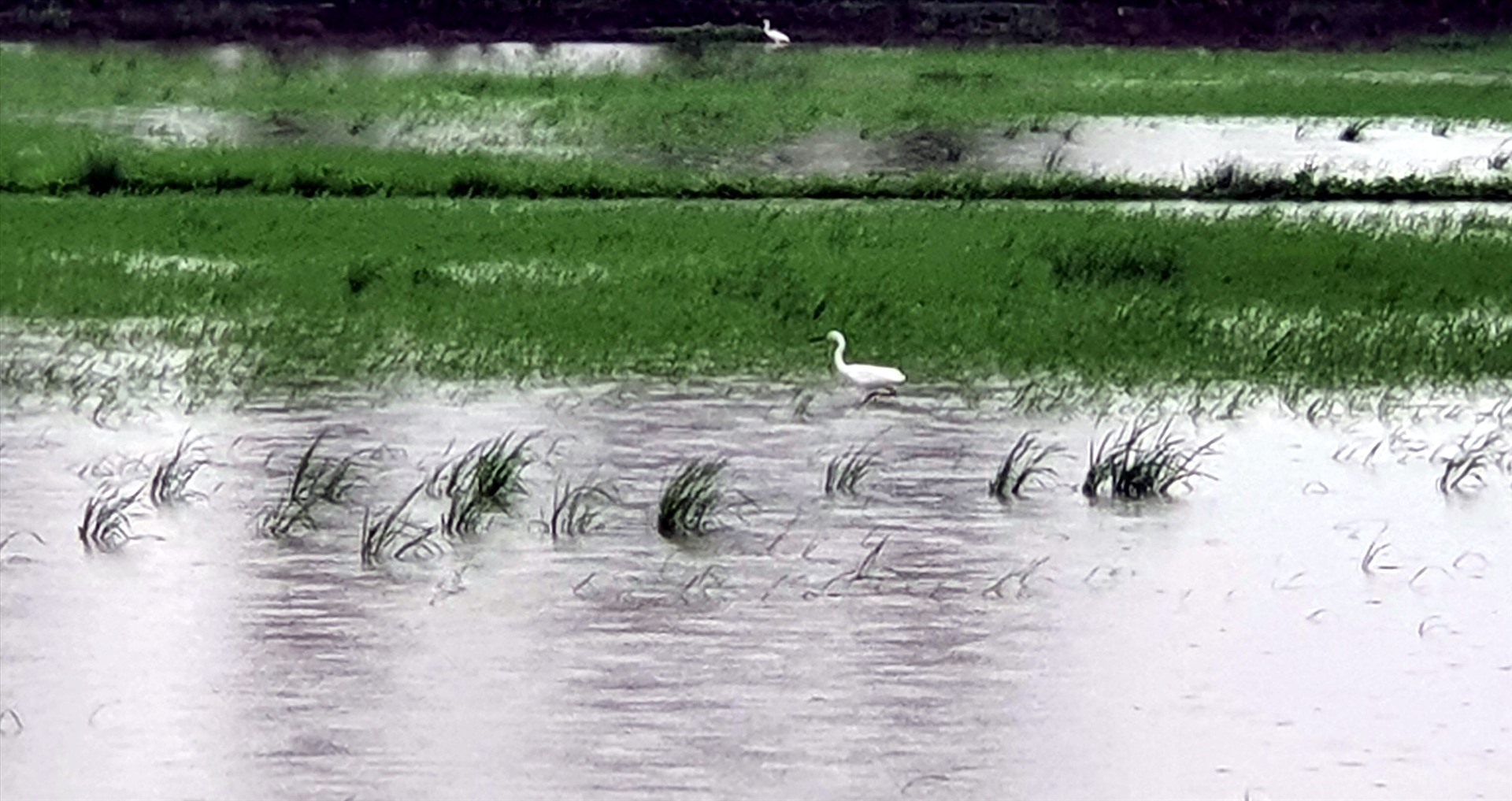 Hàng trăm ha lúa và hoa màu tại tỉnh Bạc Liêu bị ngập cục bộ. Ảnh: Nhật Hồ