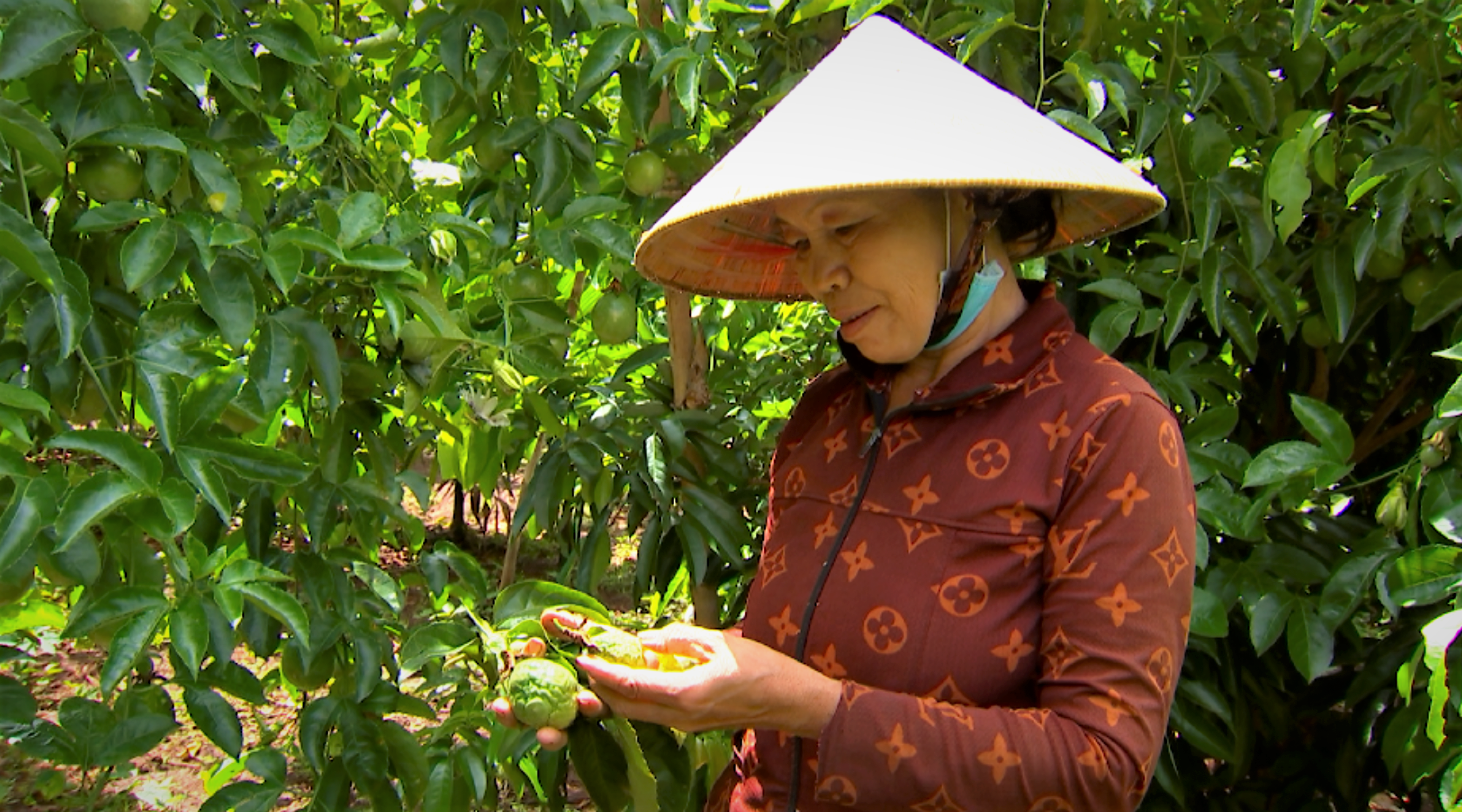 Chanh dây xuất hiện dấu hiệu bệnh quắn lá, trái biến dạng, không đạt chuẩn. Ảnh: Bảo Trung