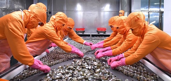 Ngành tôm đang gặp khó do bị cạnh tranh giá quyết liệt giữa các nước  xuất khẩu tôm. Ảnh: Nhật Hồ