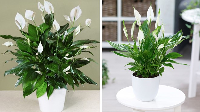 7 loại cây cảnh văn phòng được ưa chuộng hiện nay