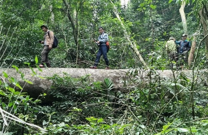 Vụ phá rừng xảy ra gần 2 năm, gỗ bị đốn hạ vẫn nằm giữa rừng đợi điều ...