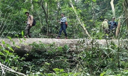 Một cây gỗ lớn trong Khu bảo tồn thiên nhiên Bắc Hướng Hóa bị đốn hạ. Ảnh: Hưng Thơ.