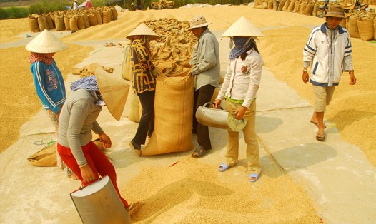 Thu hoạch lúa ở Đồng bằng sông Cửu Long. 	Ảnh: Lục Tùng.