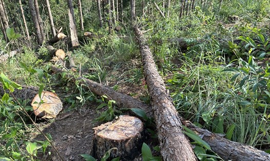 Hiện trường vụ phá rừng thông ba lá ở Lâm Đồng. Ảnh: Đoàn Kiên