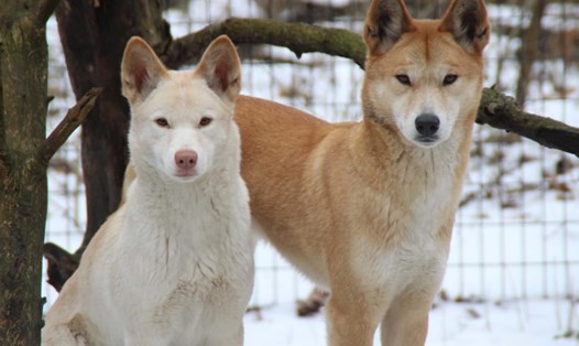 Chó dingo là loài động vật khó thuần hóa và dũng mãnh, kiên cường bậc nhất trong thiên nhiên hoang dã Australia. Ảnh: Binder Park Zoo