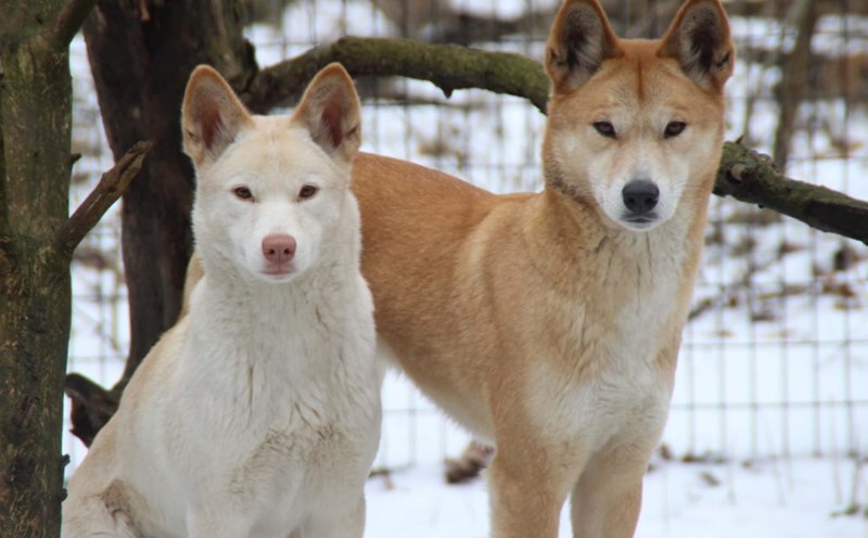Chó dingo là loài động vật khó thuần hóa và dũng mãnh, kiên cường bậc nhất trong thiên nhiên hoang dã Australia. Ảnh: Binder Park Zoo
