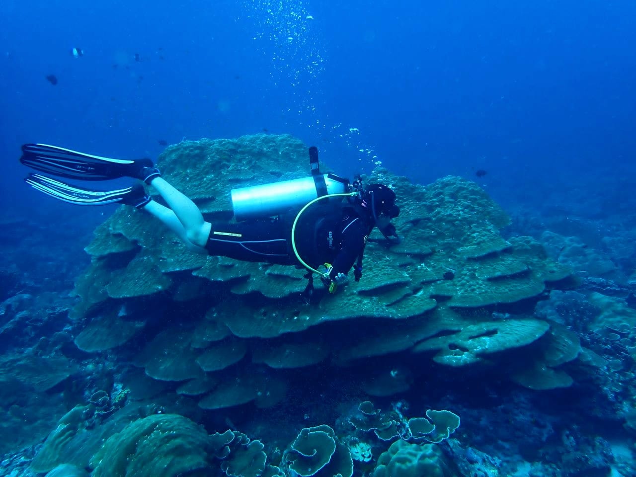 Đỗ Hà Mi đam mê lặn và từng thực hiện những chuyến khám phá Thái Lan, Malaysia, Indonesia để lặn biển. Ảnh: Nhân vật cung cấp