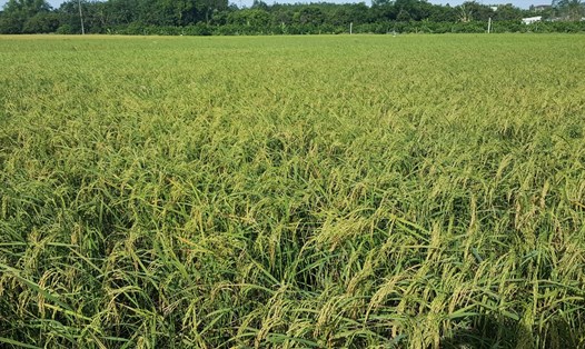 Nông dân được công ty cung cấp giống lúa đạt chất lượng để gieo trồng. Ảnh: Bích Ngọc