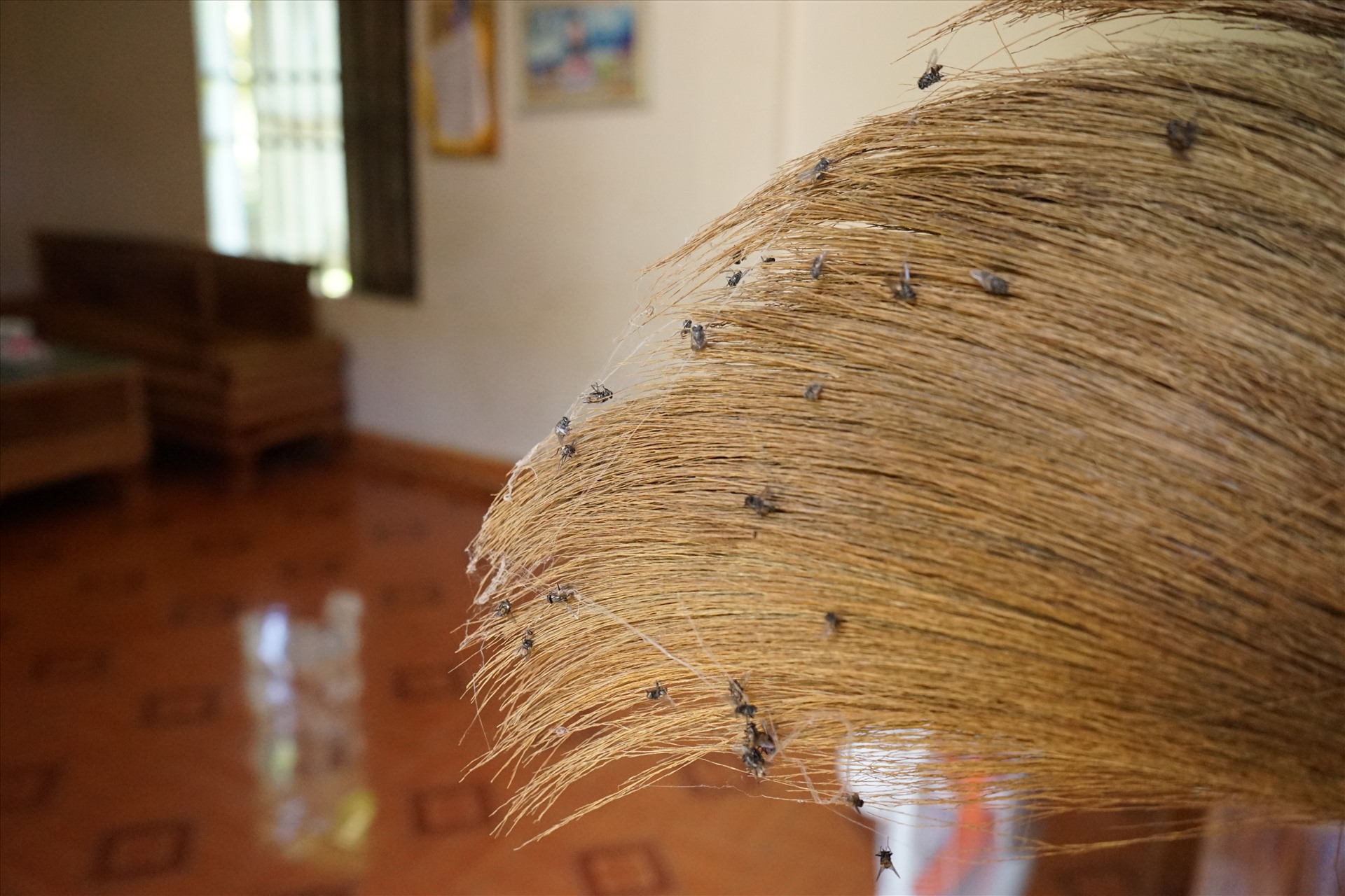Do lượng ruồi chết liên tục, khiến các hộ dân phải thường xuyên quét dọn. Ảnh: Quách Du