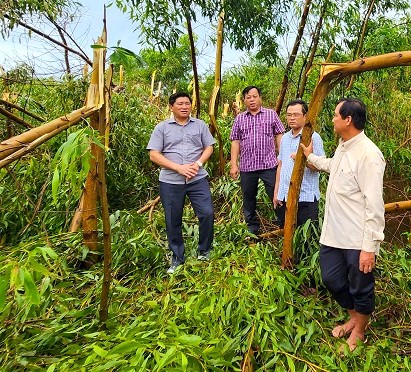 Phó Chủ tịch UNDN tỉnh Cà Mau Lê Văn Sử kiểm tra keo lai bị thiệt hại tại U MInh Hạ, huyện U Minh, tỉnh Cà Mau. Ảnh: Nhật Hồ