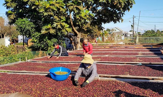 Xuất khẩu cà phê của Việt Nam kỳ vọng vẫn ổn định khi nguồn cung trên thế giới sụt giảm. Ảnh: Vũ Long
