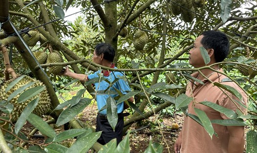 Một vườn sầu riêng sắp thu hoạch ở địa bàn huyện Krông Pắk. Ảnh: Bảo Trung