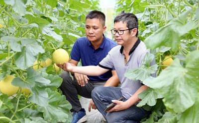 Mô hình trồng dưa lưới trong nhà kín, ứng dụng công nghệ cao mang lại hiệu quả kinh tế cao tại xã Kháng Nhật, huyện Sơn Dương, tỉnh Tuyên Quang. Ảnh: TTXVN