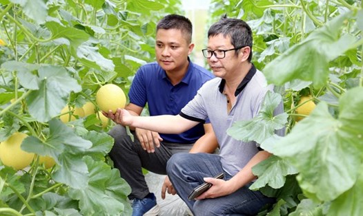 Mô hình trồng dưa lưới trong nhà kín, ứng dụng công nghệ cao mang lại hiệu quả kinh tế cao tại xã Kháng Nhật, huyện Sơn Dương, tỉnh Tuyên Quang. Ảnh: TTXVN