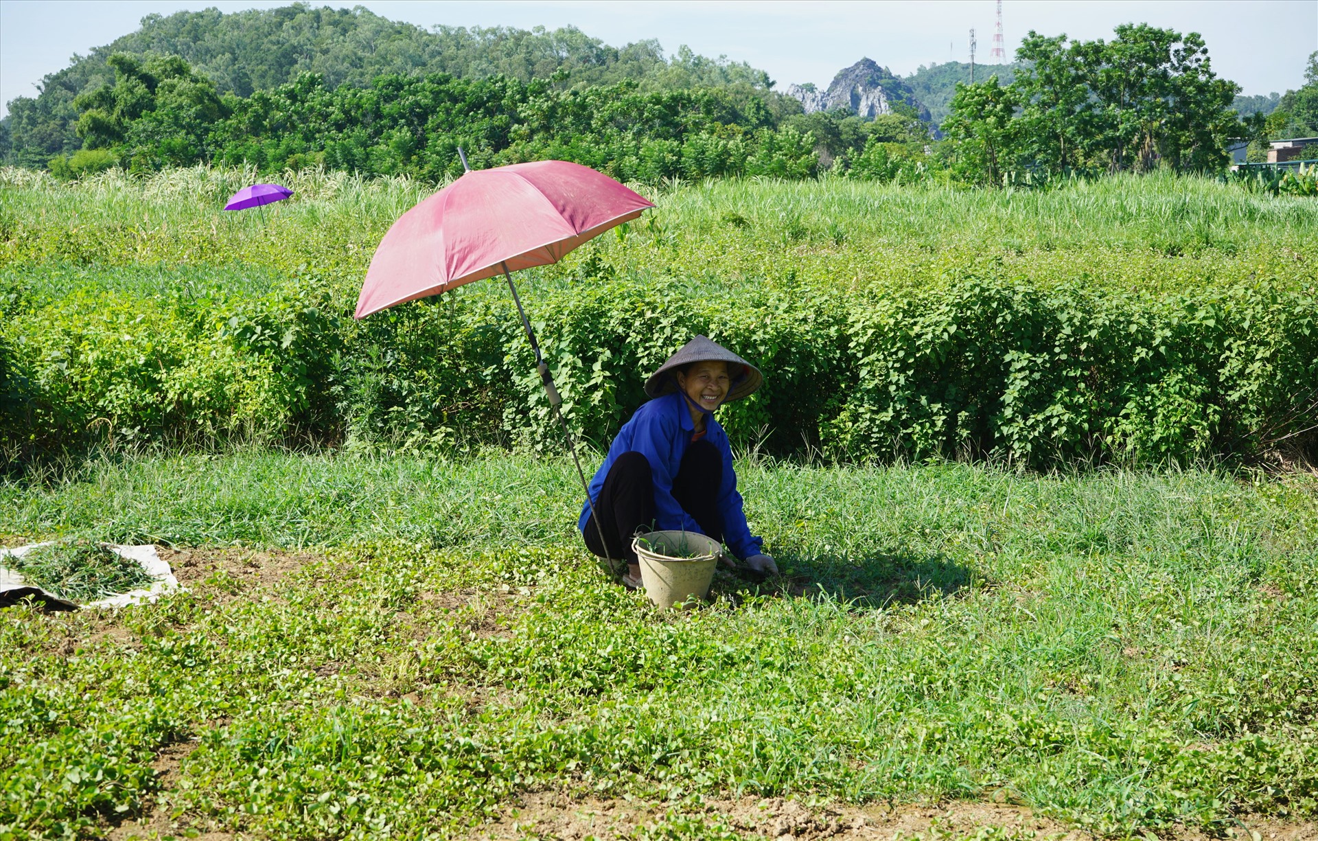 Nhiều hộ dân học theo mô hình trồng rau má của gia đình ông Tuấn, đã mang lại thu nhập ổn định. Ảnh: Quách Du