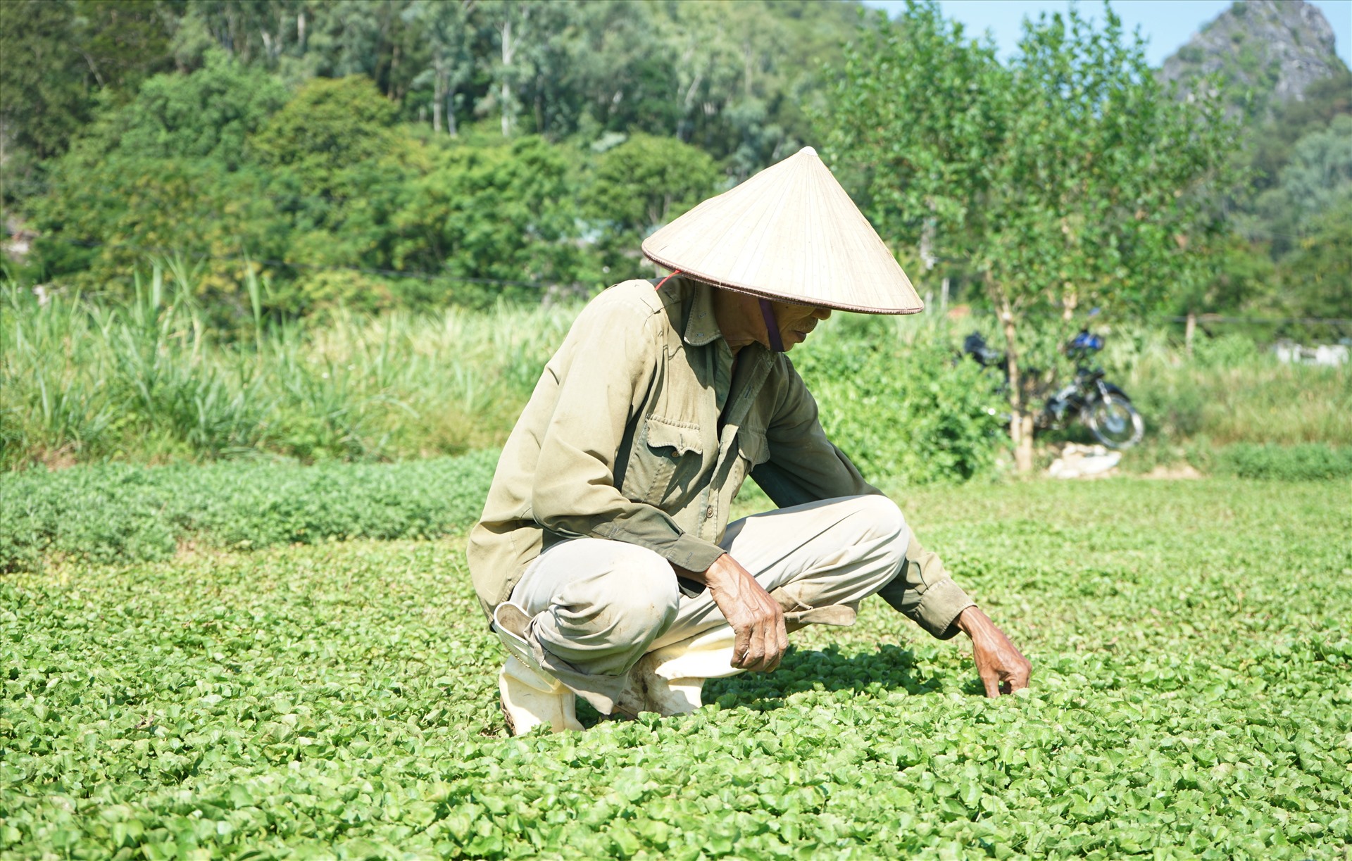 Nhờ trồng rau má, mỗi năm gia đình ông Tuấn thu hàng trăm triệu đồng. Ảnh: Quách Du