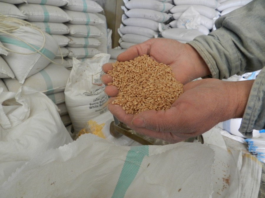 Giá ngũ cốc tăng sau khi Nga không gia hạn Sáng kiến Ngũ cốc Biển Đen. Ảnh: Xinhua